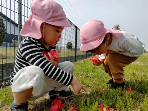 3月27日：赤いお花見つけた！見てみて～♫