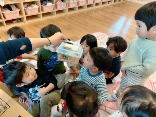 5月8日：お友達が持ってきてくれたカブトムシを見たよ！