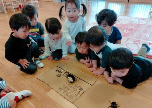 5月8日：大きい方のカブトムシは寝てるんだって！