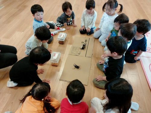5月8日：どっちのカブトムシが大きいかな～？「こっち！」