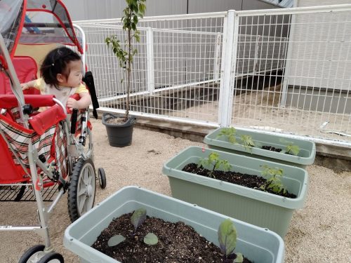 5月12日：そら組さんが植えた野菜の苗大きくなったかな？見てみたよ(^▽^)/