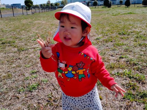 3月12日：つくしたくさん見つけて嬉し～(*^▽^*)