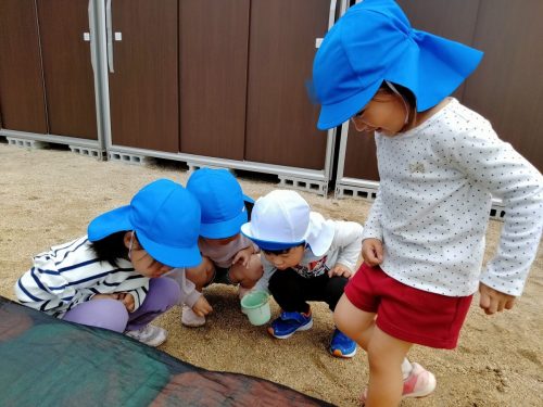 5月7日：小さな虫を探しているところです！