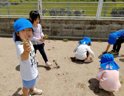 5月7日：そら組さんと一緒に草抜き対決をしました。