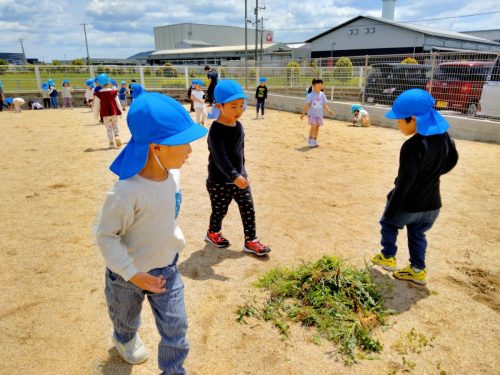 5月7日：あお組さん、順調に草を集めています！