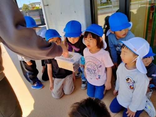 5月8日：初めて見るカブトムシに興味深々な様子でした。