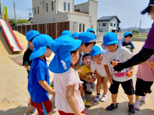 7月10日：あれ？このトマトは虫食いでした…。