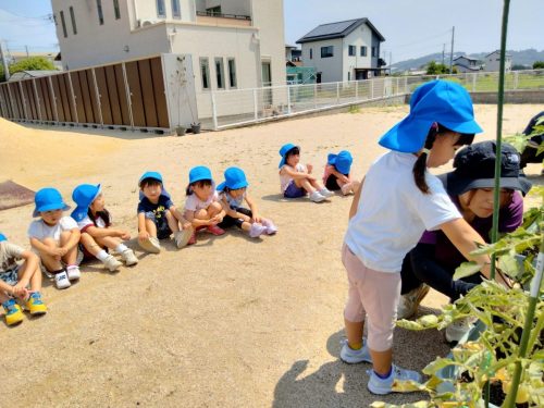 7月10日：先生と一緒にナスの収穫をします！