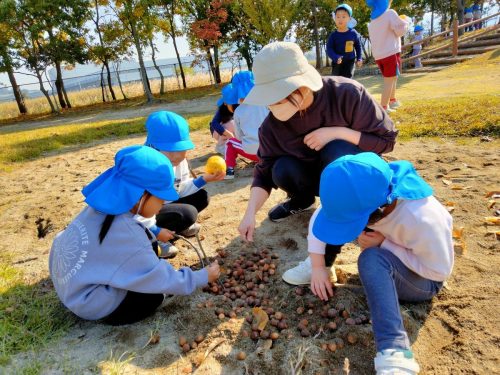 11月17日：砂場の中からドングリがたくさん出ていました。