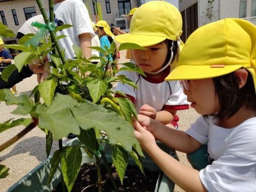 7月1日：夏野菜を収穫しに行きました。