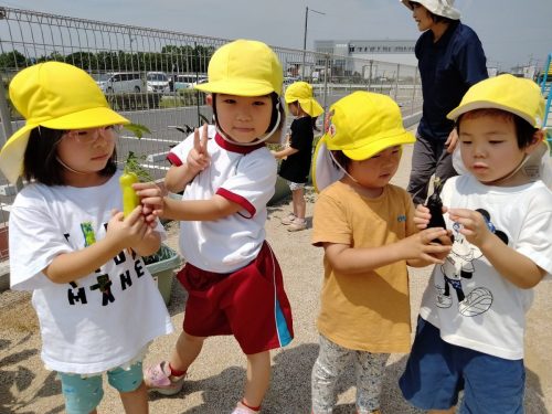 7月1日：「ジャーン！」大きいのができていたね☆