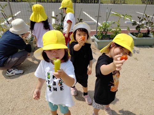 7月1日：トマトも赤くなっていたね！形が細長いね！