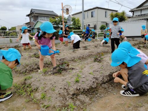 5月29日：芋のまわりは草がたくさん生えていて、草抜きが大変だね