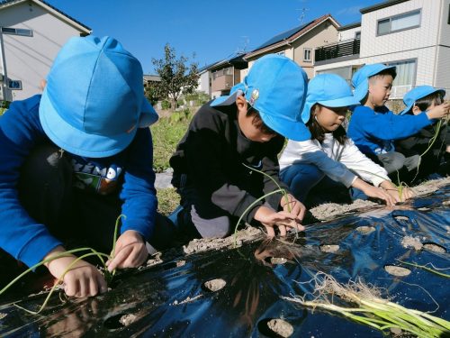 11月19日：玉ねぎは根っこにできるのか、土の上にできるのか…みんなでお世話をして観察しようね。
