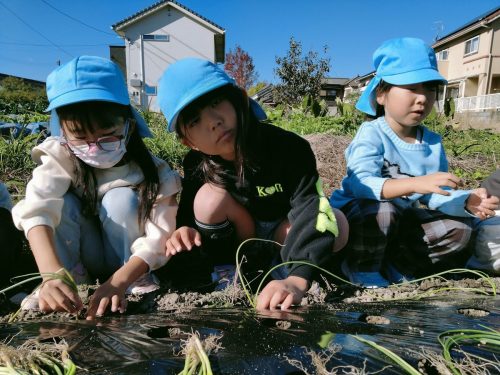11月19日：苗を優しく土に植えています。