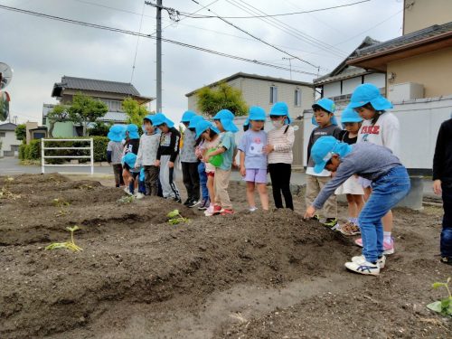 5月12日：先週植えたサツマイモの苗の様子を見に畑へ散歩に行きました。
