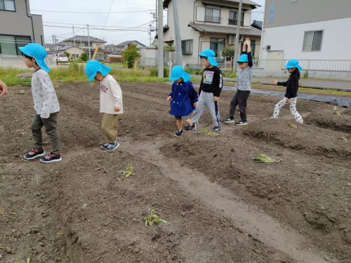5月12日：全部で約70本もお芋が植えてあります。