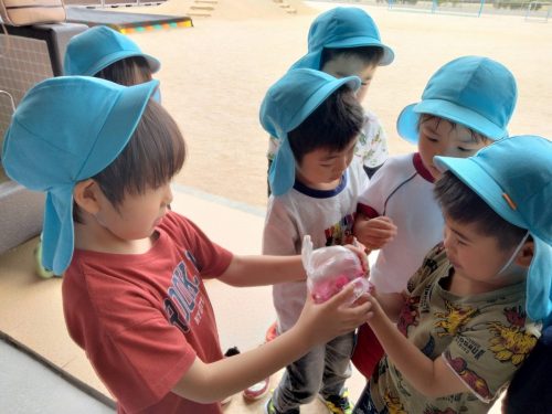 5月30日：色水遊びをしました。お水に花びらを入れてみんなで揉んでみました。