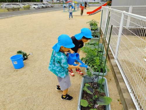 5月30日：お当番さんが野菜の水やりをしてくれました。