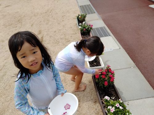 8月8日：花を摘んで、色水遊びの準備をしています。