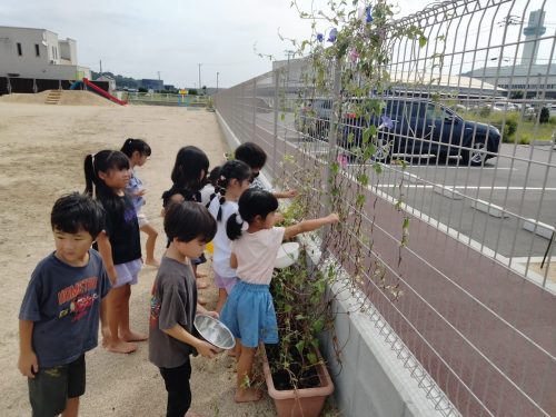 8月28日：あさがおの花を摘みました。